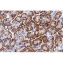 AF0486 at 1/100 staining human pancreas tissue sections by IHC-P. The tissue was formaldehyde fixed and a heat mediated antigen retrieval step in citrate buffer was performed. The tissue was then blocked and incubated with the antibody for 1.5 hours at 22¡ãC. An HRP conjugated goat anti-rabbit antibody was used as the secondary