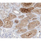 AF0352 at 1/100 staining human kidney tissue sections by IHC-P. The tissue was formaldehyde fixed and a heat mediated antigen retrieval step in citrate buffer was performed. The tissue was then blocked and incubated with the antibody for 1.5 hours at 22¡ãC. An HRP conjugated goat anti-rabbit antibody was used as the secondary