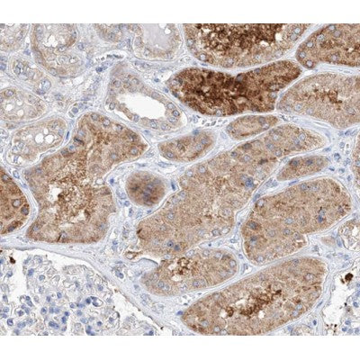 AF0352 at 1/100 staining human kidney tissue sections by IHC-P. The tissue was formaldehyde fixed and a heat mediated antigen retrieval step in citrate buffer was performed. The tissue was then blocked and incubated with the antibody for 1.5 hours at 22¡ãC. An HRP conjugated goat anti-rabbit antibody was used as the secondary