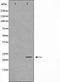 Western blot analysis on HuvEc cell lysate using TFIP8 Antibody,The lane on the left is treated with the antigen-specific peptide.