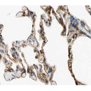 AF0412 at 1/100 staining human lung tissue sections by IHC-P. The tissue was formaldehyde fixed and a heat mediated antigen retrieval step in citrate buffer was performed. The tissue was then blocked and incubated with the antibody for 1.5 hours at 22¡ãC. An HRP conjugated goat anti-rabbit antibody was used as the secondary