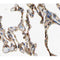 AF0412 at 1/100 staining human lung tissue sections by IHC-P. The tissue was formaldehyde fixed and a heat mediated antigen retrieval step in citrate buffer was performed. The tissue was then blocked and incubated with the antibody for 1.5 hours at 22¡ãC. An HRP conjugated goat anti-rabbit antibody was used as the secondary