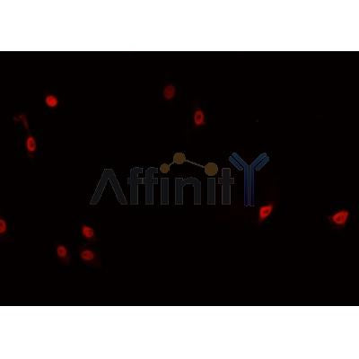 AF0412 staining HeLa cells by IF/ICC. The sample were fixed with PFA and permeabilized in 0.1% Triton X-100,then blocked in 10% serum for 45 minutes at 25¡ãC. The primary antibody was diluted at 1/200 and incubated with the sample for 1 hour at 37¡ãC. An  Alexa Fluor 594 conjugated goat anti-rabbit IgG (H+L) antibody(Cat.