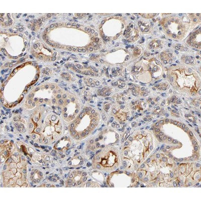 AF0461 at 1/100 staining human kidney tissue sections by IHC-P. The tissue was formaldehyde fixed and a heat mediated antigen retrieval step in citrate buffer was performed. The tissue was then blocked and incubated with the antibody for 1.5 hours at 22¡ãC. An HRP conjugated goat anti-rabbit antibody was used as the secondary