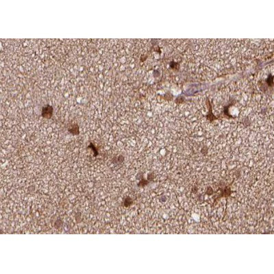 AF0431 at 1/100 staining human brain tissue sections by IHC-P. The tissue was formaldehyde fixed and a heat mediated antigen retrieval step in citrate buffer was performed. The tissue was then blocked and incubated with the antibody for 1.5 hours at 22¡ãC. An HRP conjugated goat anti-rabbit antibody was used as the secondary