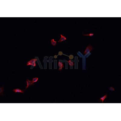 AF0512 staining HeLa? cells by IF/ICC. The sample were fixed with PFA and permeabilized in 0.1% Triton X-100,then blocked in 10% serum for 45 minutes at 25¡ãC. The primary antibody was diluted at 1/200 and incubated with the sample for 1 hour at 37¡ãC. An  Alexa Fluor 594 conjugated goat anti-rabbit IgG (H+L) antibody(Cat.