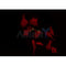 AF0436 staining SK-OV3 by IF/ICC. The sample were fixed with PFA and permeabilized in 0.1% Triton X-100,then blocked in 10% serum for 45 minutes at 25¡ãC. The primary antibody was diluted at 1/200 and incubated with the sample for 1 hour at 37¡ãC. An  Alexa Fluor 594 conjugated goat anti-rabbit IgG (H+L) Ab, diluted at 1/600, was used as the secondary antibod