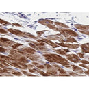 AF0356 at 1/100 staining human skeletal muscle tissue sections by IHC-P. The tissue was formaldehyde fixed and a heat mediated antigen retrieval step in citrate buffer was performed. The tissue was then blocked and incubated with the antibody for 1.5 hours at 22¡ãC. An HRP conjugated goat anti-rabbit antibody was used as the secondary