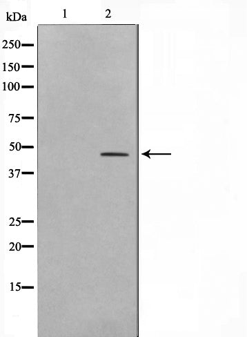 Western blot analysis on HepG2 cell lysate using CEBPB Antibody,The lane on the left is treated with the antigen-specific peptide.