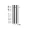 Western blot analysis of TAF1 Antibody expression in mouse heart and rat muscle tissues lysates.The lane on the right is treated with the antigen-specific peptide.