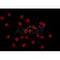 AF0273 staining COS7 by IF/ICC. The sample were fixed with PFA and permeabilized in 0.1% Triton X-100,then blocked in 10% serum for 45 minutes at 25¡ãC. The primary antibody was diluted at 1/200 and incubated with the sample for 1 hour at 37¡ãC. An  Alexa Fluor 594 conjugated goat anti-rabbit IgG (H+L) Ab, diluted at 1/600, was used as the secondary antibod