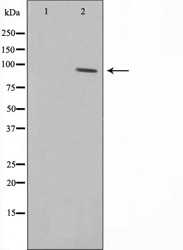 AF0539 staining COLO205 by IF/ICC. The sample were fixed with PFA and permeabilized in 0.1% Triton X-100,then blocked in 10% serum for 45 minutes at 25¡ãC. The primary antibody was diluted at 1/200 and incubated with the sample for 1 hour at 37¡ãC. An  Alexa Fluor 594 conjugated goat anti-rabbit IgG (H+L) Ab, diluted at 1/600, was used as the secondary antibod