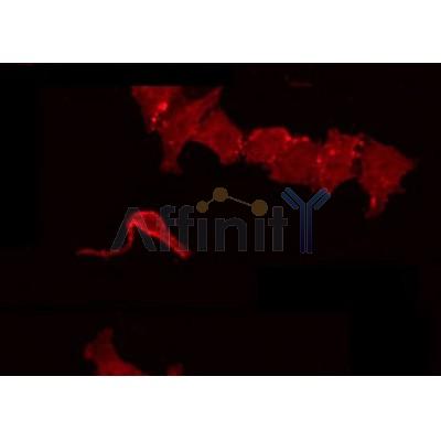 Western blot analysis of extracts from Hela, using AZI2 Antibody. Lane 1 was treated with the antigen-specific peptide.