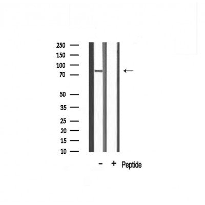 Western blot analysis on mouse brain lysate using ES8L2 Antibody.