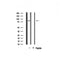Western blot analysis on mouse brain lysate using ES8L2 Antibody.