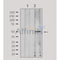 AF0525 staining Hela by IF/ICC. The sample were fixed with PFA and permeabilized in 0.1% Triton X-100,then blocked in 10% serum for 45 minutes at 25¡ãC. The primary antibody was diluted at 1/200 and incubated with the sample for 1 hour at 37¡ãC. An  Alexa Fluor 594 conjugated goat anti-rabbit IgG (H+L) Ab, diluted at 1/600, was used as the secondary antibod