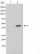 Western blot analysis on HuvEc cell lysate using LASS4 Antibody,The lane on the left is treated with the antigen-specific peptide.