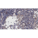 AF0499 at 1/100 staining human Lymph node tissue sections by IHC-P. The tissue was formaldehyde fixed and a heat mediated antigen retrieval step in citrate buffer was performed. The tissue was then blocked and incubated with the antibody for 1.5 hours at 22¡ãC. An HRP conjugated goat anti-rabbit antibody was used as the secondary