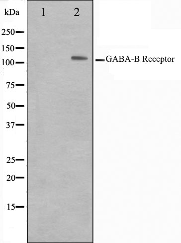 Western blot analysis on HeLa cell lysate using GABBR1 Antibody,The lane on the left is treated with the antigen-specific peptide.