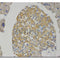 ihc test on mouse pancreas tissue.