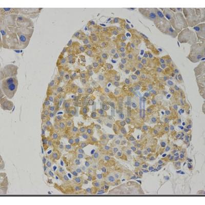 ihc test on mouse pancreas tissue.