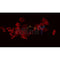 AF0162 staining HeLa by IF/ICC. The sample were fixed with PFA and permeabilized in 0.1% Triton X-100,then blocked in 10% serum for 45 minutes at 25¡ãC. The primary antibody was diluted at 1/200 and incubated with the sample for 1 hour at 37¡ãC. An  Alexa Fluor 594 conjugated goat anti-rabbit IgG (H+L) Ab, diluted at 1/600, was used as the secondary antibod
