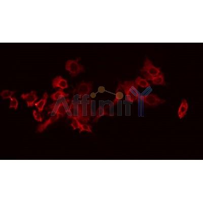 AF0162 staining HeLa by IF/ICC. The sample were fixed with PFA and permeabilized in 0.1% Triton X-100,then blocked in 10% serum for 45 minutes at 25¡ãC. The primary antibody was diluted at 1/200 and incubated with the sample for 1 hour at 37¡ãC. An  Alexa Fluor 594 conjugated goat anti-rabbit IgG (H+L) Ab, diluted at 1/600, was used as the secondary antibod