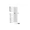 AF0686 staining HeLa cells by IF/ICC. The sample were fixed with PFA and permeabilized in 0.1% Triton X-100,then blocked in 10% serum for 45 minutes at 25¡ãC. The primary antibody was diluted at 1/200 and incubated with the sample for 1 hour at 37¡ãC. An  Alexa Fluor 594 conjugated goat anti-rabbit IgG (H+L) antibody(Cat.
