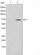 Western blot analysis on 293 cell lysate using ELF1 Antibody