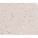 AF0616 at 1/100 staining human brain tissue sections by IHC-P. The tissue was formaldehyde fixed and a heat mediated antigen retrieval step in citrate buffer was performed. The tissue was then blocked and incubated with the antibody for 1.5 hours at 22¡ãC. An HRP conjugated goat anti-rabbit antibody was used as the secondary
