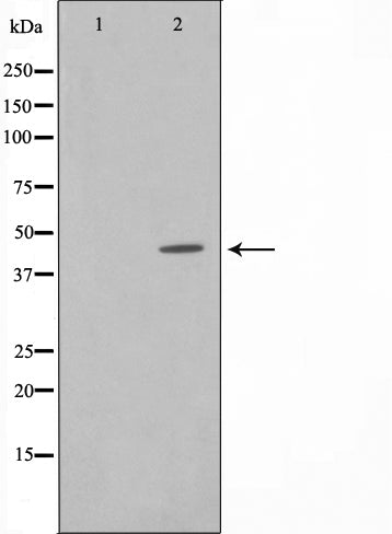 Western blot analysis on HuvEc cell lysate using CD147 Antibody,The lane on the left is treated with the antigen-specific peptide.