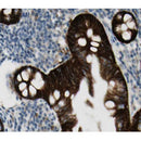 AF0410 at 1/100 staining human colon tissue sections by IHC-P. The tissue was formaldehyde fixed and a heat mediated antigen retrieval step in citrate buffer was performed. The tissue was then blocked and incubated with the antibody for 1.5 hours at 22¡ãC. An HRP conjugated goat anti-rabbit antibody was used as the secondary