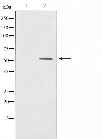 AF0534 staining HepG2 by IF/ICC. The sample were fixed with PFA and permeabilized in 0.1% Triton X-100,then blocked in 10% serum for 45 minutes at 25¡ãC. The primary antibody was diluted at 1/200 and incubated with the sample for 1 hour at 37¡ãC. An  Alexa Fluor 594 conjugated goat anti-rabbit IgG (H+L) Ab, diluted at 1/600, was used as the secondary antibod