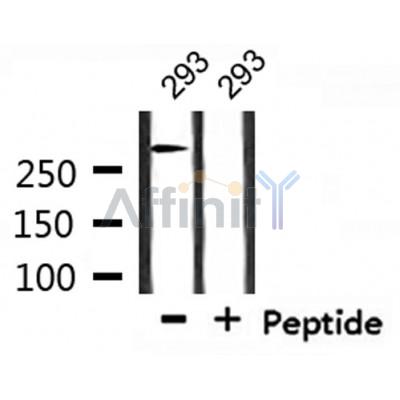 Western blot analysis of extracts from 293, using ATRX Antibody.