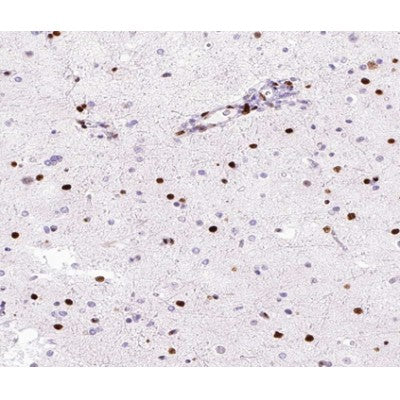 AF0481 at 1/100 staining human brain tissue sections by IHC-P. The tissue was formaldehyde fixed and a heat mediated antigen retrieval step in citrate buffer was performed. The tissue was then blocked and incubated with the antibody for 1.5 hours at 22¡ãC. An HRP conjugated goat anti-rabbit antibody was used as the secondary