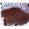 AF0720 at 1/100 staining human skin tissue sections by IHC-P. The tissue was formaldehyde fixed and a heat mediated antigen retrieval step in citrate buffer was performed. The tissue was then blocked and incubated with the antibody for 1.5 hours at 22¡ãC. An HRP conjugated goat anti-rabbit antibody was used as the secondary