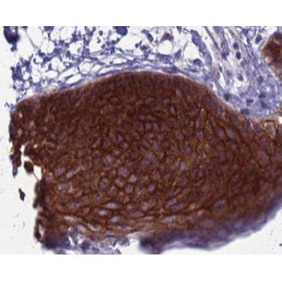 AF0720 at 1/100 staining human skin tissue sections by IHC-P. The tissue was formaldehyde fixed and a heat mediated antigen retrieval step in citrate buffer was performed. The tissue was then blocked and incubated with the antibody for 1.5 hours at 22¡ãC. An HRP conjugated goat anti-rabbit antibody was used as the secondary