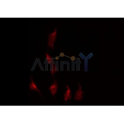 AF0164 staining HeLa by IF/ICC. The sample were fixed with PFA and permeabilized in 0.1% Triton X-100,then blocked in 10% serum for 45 minutes at 25¡ãC. The primary antibody was diluted at 1/200 and incubated with the sample for 1 hour at 37¡ãC. An  Alexa Fluor 594 conjugated goat anti-rabbit IgG (H+L) Ab, diluted at 1/600, was used as the secondary antibod