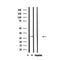 Western blot analysis of extracts from rat brain, using Galectin 3 Antibody.