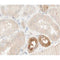 AF0630 staining A549 cells by IF/ICC. The sample were fixed with PFA and permeabilized in 0.1% Triton X-100,then blocked in 10% serum for 45 minutes at 25¡ãC. The primary antibody was diluted at 1/200 and incubated with the sample for 1 hour at 37¡ãC. An  Alexa Fluor 594 conjugated goat anti-rabbit IgG (H+L) antibody(Cat.