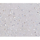 AF0433 at 1/100 staining human brain tissue sections by IHC-P. The tissue was formaldehyde fixed and a heat mediated antigen retrieval step in citrate buffer was performed. The tissue was then blocked and incubated with the antibody for 1.5 hours at 22¡ãC. An HRP conjugated goat anti-rabbit antibody was used as the secondary