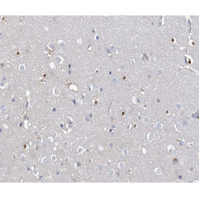 AF0433 at 1/100 staining human brain tissue sections by IHC-P. The tissue was formaldehyde fixed and a heat mediated antigen retrieval step in citrate buffer was performed. The tissue was then blocked and incubated with the antibody for 1.5 hours at 22¡ãC. An HRP conjugated goat anti-rabbit antibody was used as the secondary