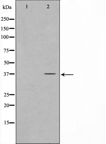 AF0705 staining COS7 by IF/ICC. The sample were fixed with PFA and permeabilized in 0.1% Triton X-100,then blocked in 10% serum for 45 minutes at 25¡ãC. The primary antibody was diluted at 1/200 and incubated with the sample for 1 hour at 37¡ãC. An  Alexa Fluor 594 conjugated goat anti-rabbit IgG (H+L) Ab, diluted at 1/600, was used as the secondary antibod