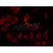 AF0707 staining Hela by IF/ICC. The sample were fixed with PFA and permeabilized in 0.1% Triton X-100,then blocked in 10% serum for 45 minutes at 25¡ãC. The primary antibody was diluted at 1/200 and incubated with the sample for 1 hour at 37¡ãC. An  Alexa Fluor 594 conjugated goat anti-rabbit IgG (H+L) Ab, diluted at 1/600, was used as the secondary antibod