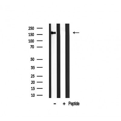 Western blot analysis on mouse muscle lysate using GANP Antibody