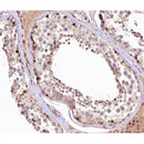AF0165 at 1/100 staining human Testis tissue sections by IHC-P. The tissue was formaldehyde fixed and a heat mediated antigen retrieval step in citrate buffer was performed. The tissue was then blocked and incubated with the antibody for 1.5 hours at 22¡ãC. An HRP conjugated goat anti-rabbit antibody was used as the secondary