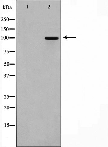 Western blot analysis on 293 cell lysate using M-CSF Receptor Antibody.The lane on the left is treated with the antigen-specific peptide.