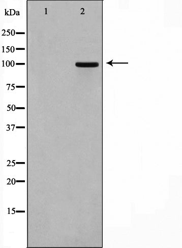 Western blot analysis on 293 cell lysate using M-CSF Receptor Antibody.The lane on the left is treated with the antigen-specific peptide.