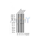 Phospho-SEK1/MKK4 (Ser80) Antibody
