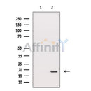 HSP20 Antibody